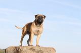 BULLMASTIFF 102